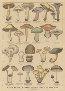 Eetbare en giftige paddenstoelen
